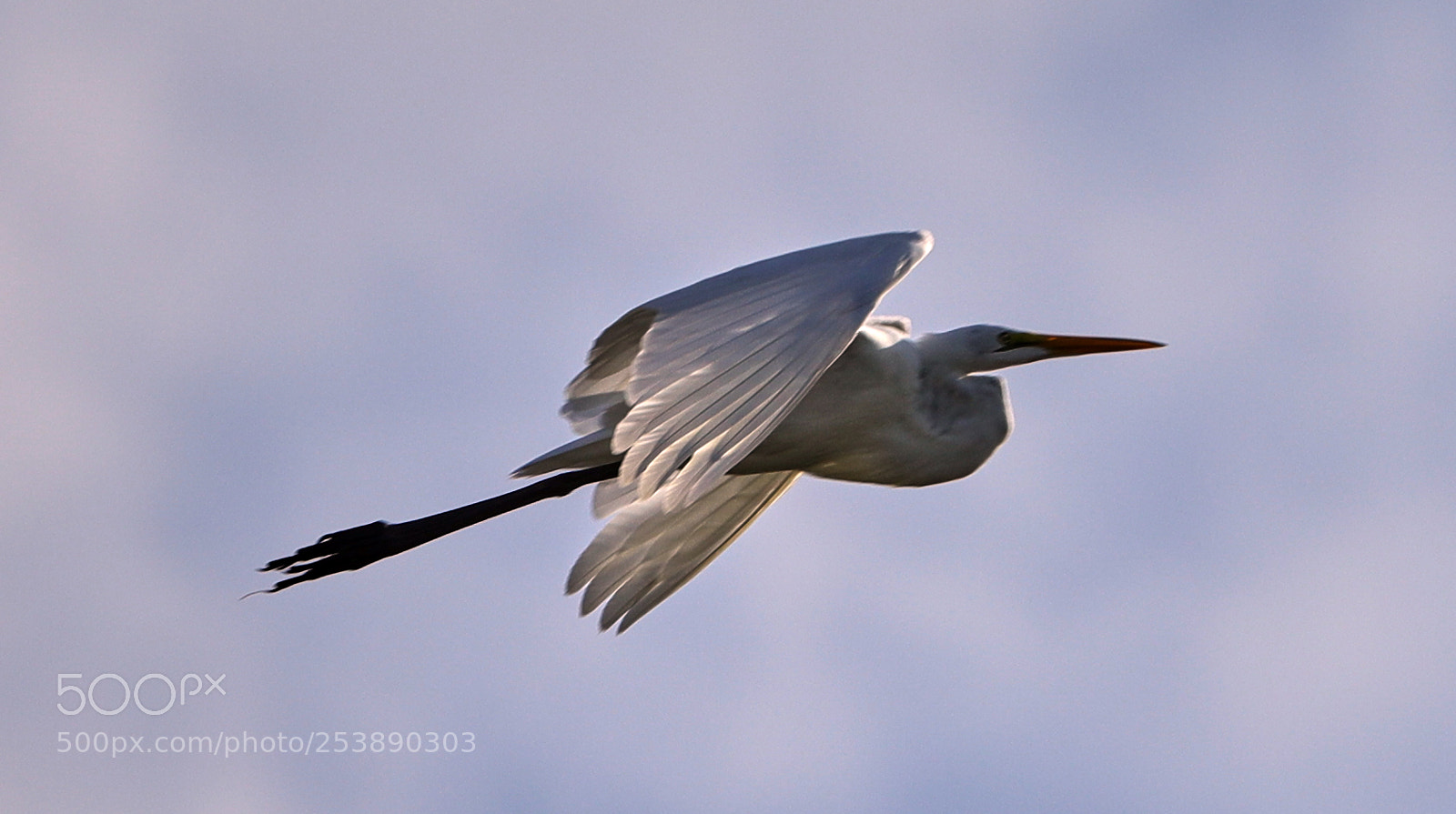 Canon EOS-1D X Mark II sample photo. 04-16-18-0012992.jpg photography