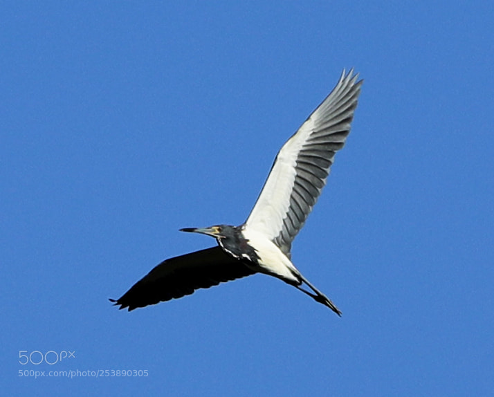 Canon EOS-1D X Mark II sample photo. 04-16-18-0012989.jpg photography