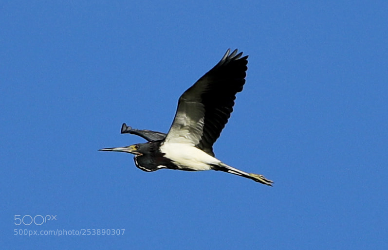 Canon EOS-1D X Mark II sample photo. 04-16-18-0012988.jpg photography