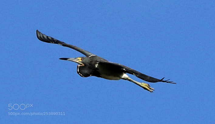 Canon EOS-1D X Mark II sample photo. 04-16-18-0012987.jpg photography