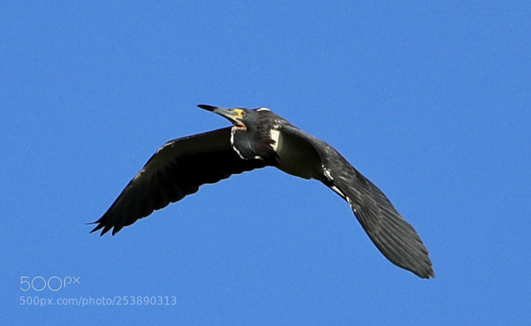 Canon EOS-1D X Mark II sample photo. 04-16-18-0012986.jpg photography
