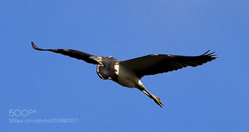 Canon EOS-1D X Mark II sample photo. 04-16-18-0012985.jpg photography