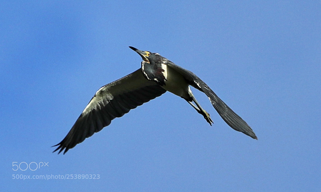 Canon EOS-1D X Mark II sample photo. 04-16-18-0012984.jpg photography