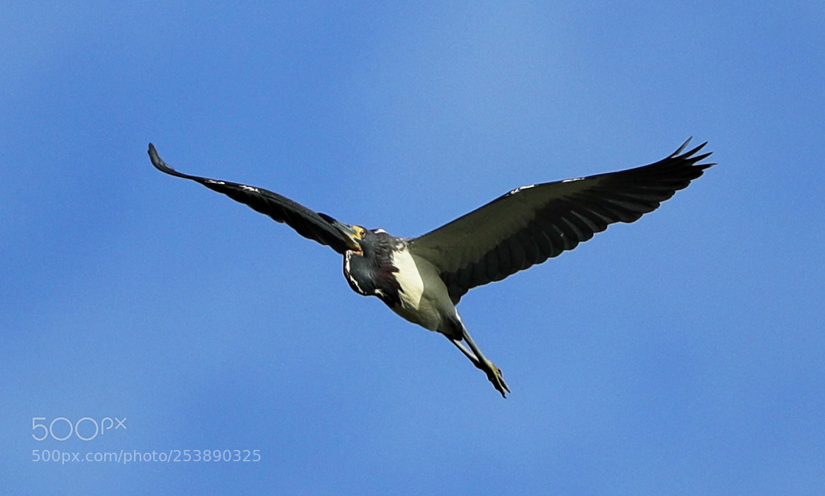 Canon EOS-1D X Mark II sample photo. 04-16-18-0012983.jpg photography