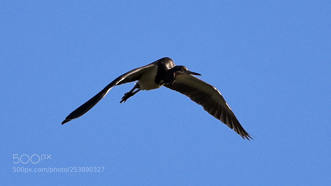 Canon EOS-1D X Mark II sample photo. 04-16-18-0012982.jpg photography