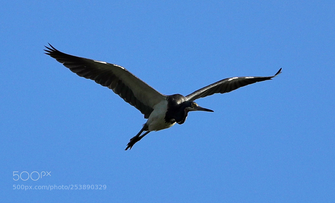 Canon EOS-1D X Mark II sample photo. 04-16-18-0012981.jpg photography