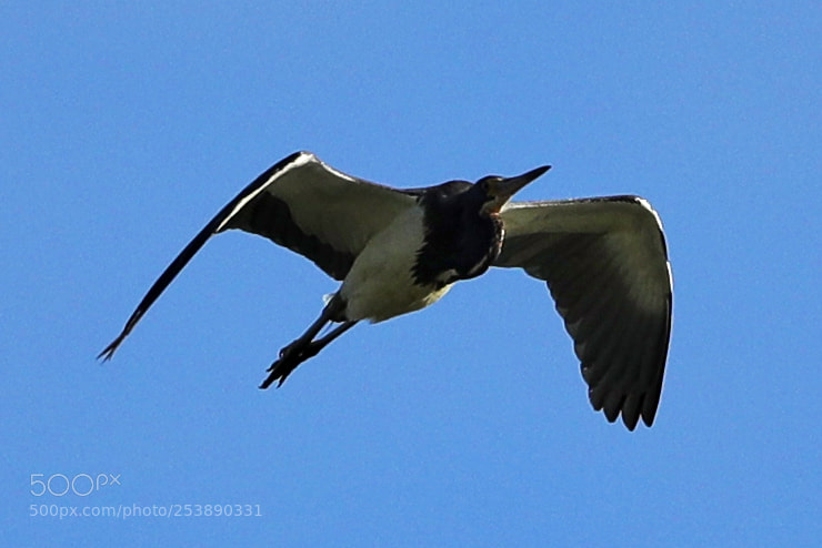 Canon EOS-1D X Mark II sample photo. 04-16-18-0012980.jpg photography