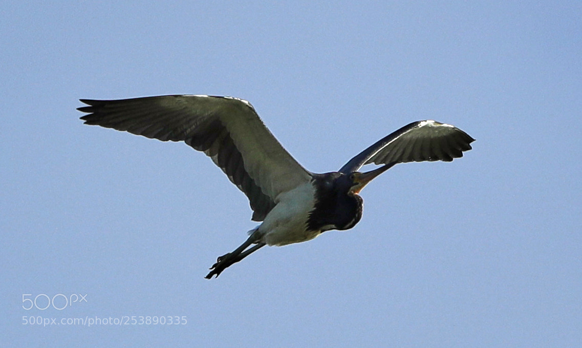 Canon EOS-1D X Mark II sample photo. 04-16-18-0012979.jpg photography