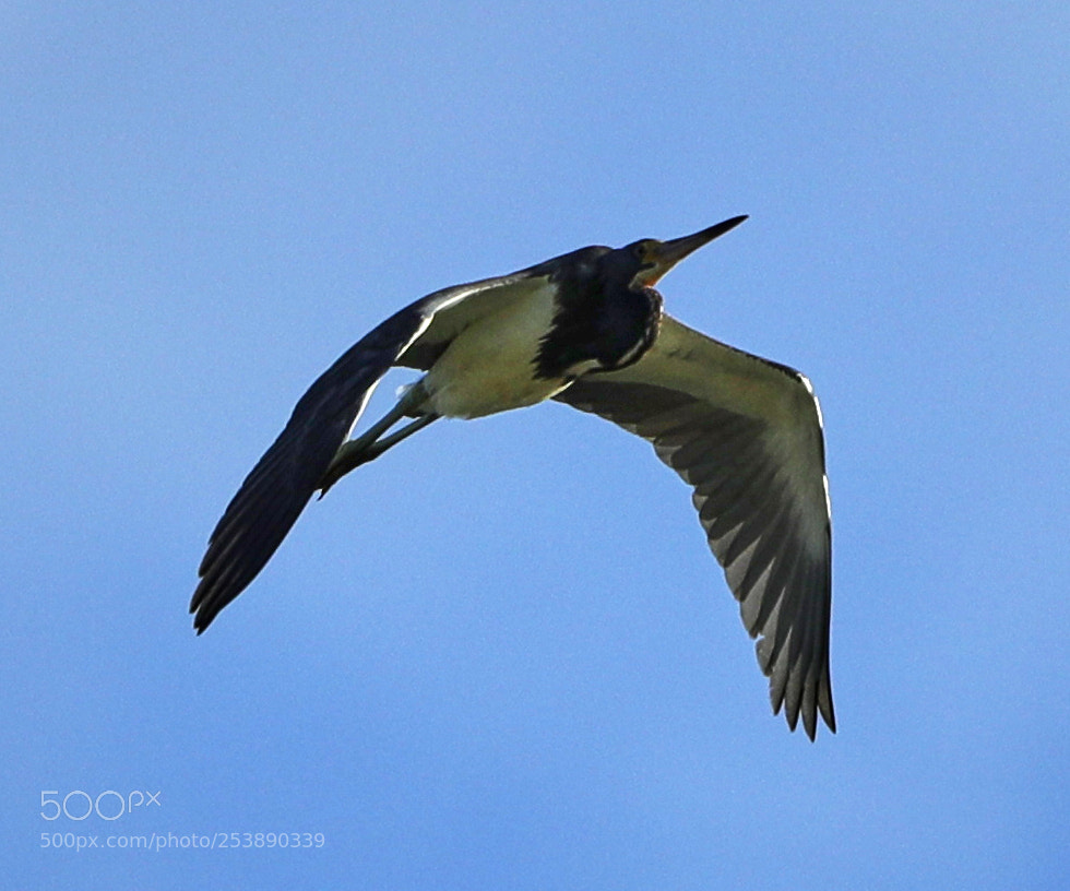 Canon EOS-1D X Mark II sample photo. 04-16-18-0012978.jpg photography