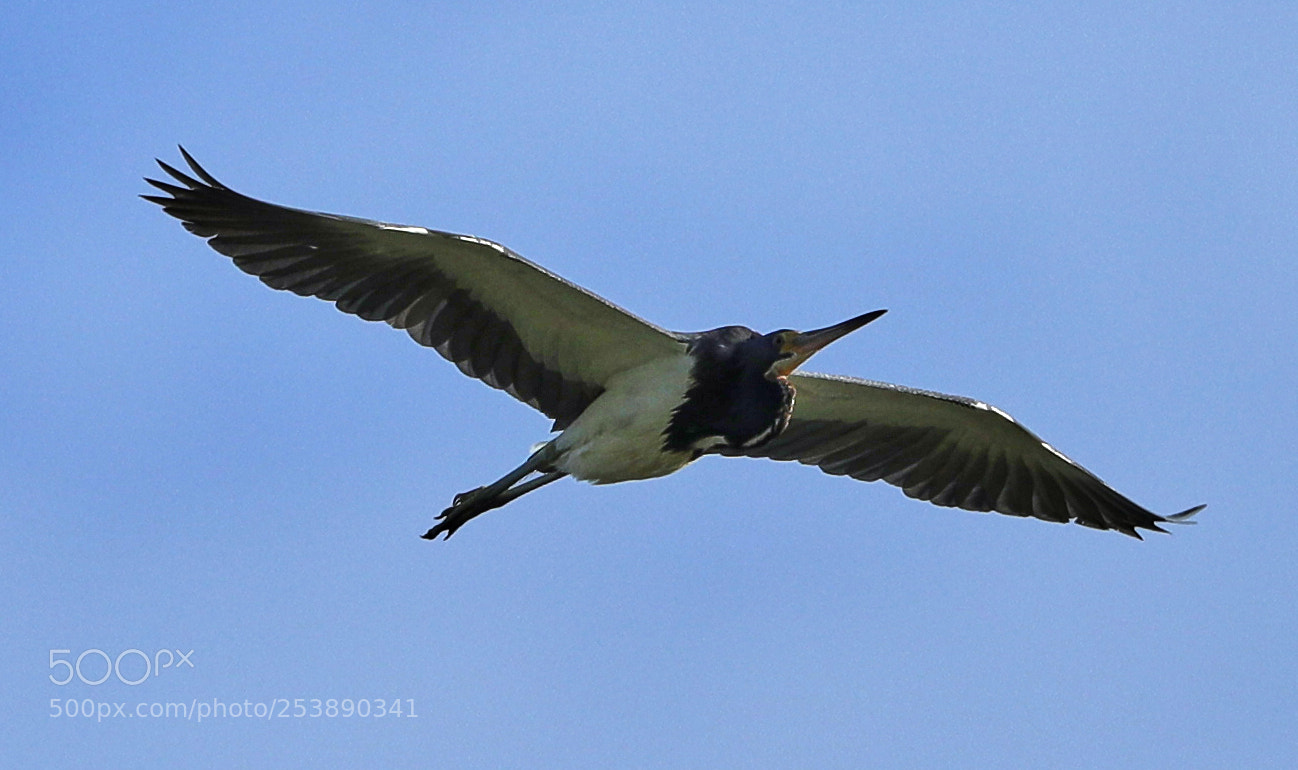 Canon EOS-1D X Mark II sample photo. 04-16-18-0012977.jpg photography
