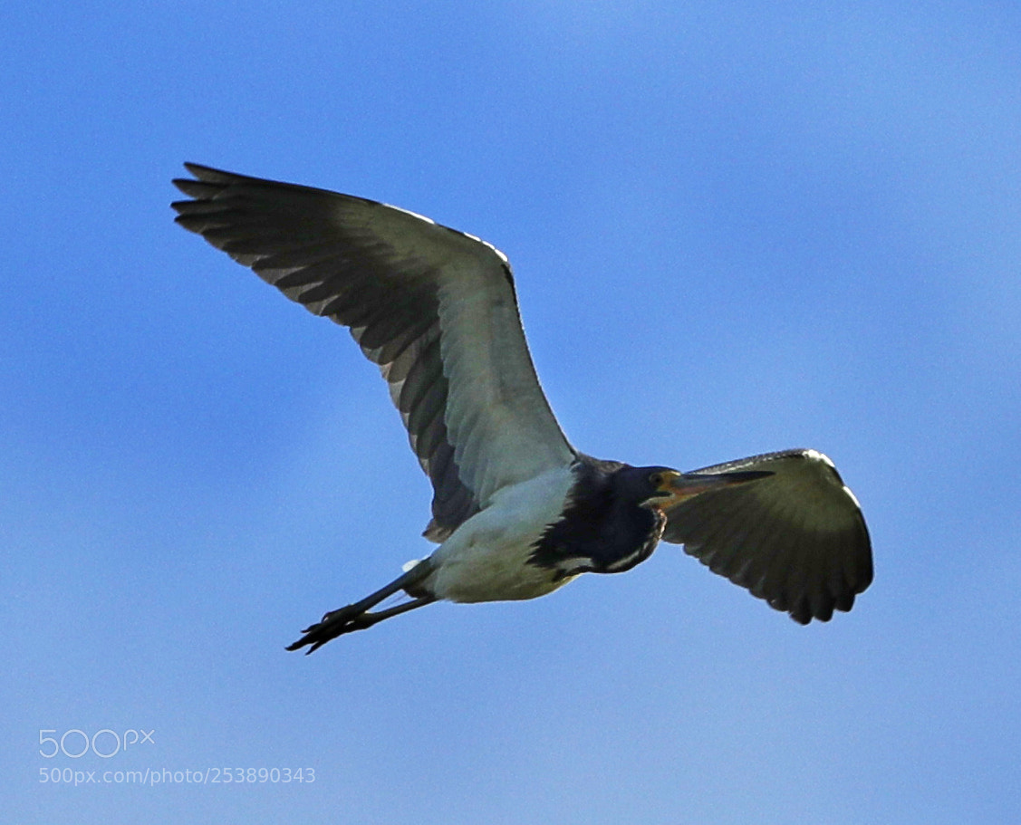 Canon EOS-1D X Mark II sample photo. 04-16-18-0012976.jpg photography