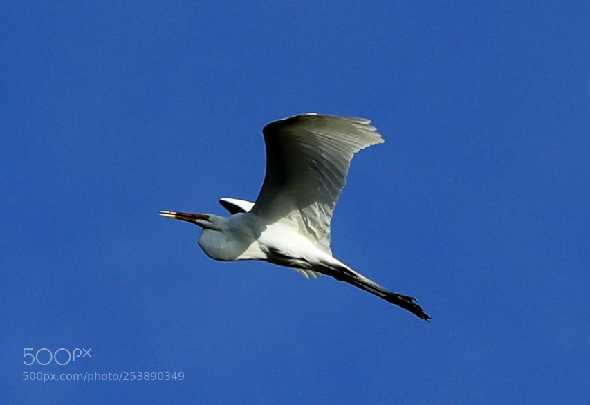 Canon EOS-1D X Mark II sample photo. 04-16-18-0012973.jpg photography