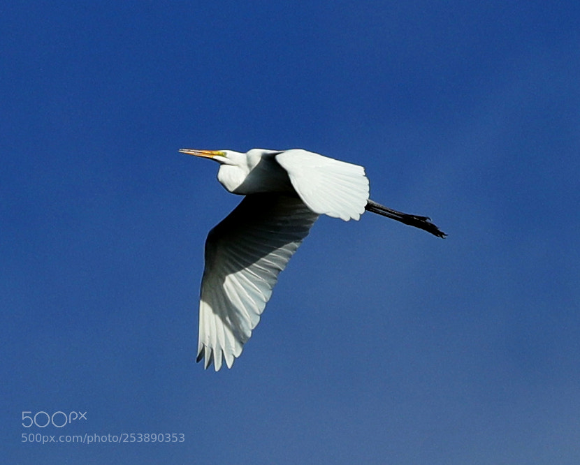 Canon EOS-1D X Mark II sample photo. 04-16-18-0012974.jpg photography