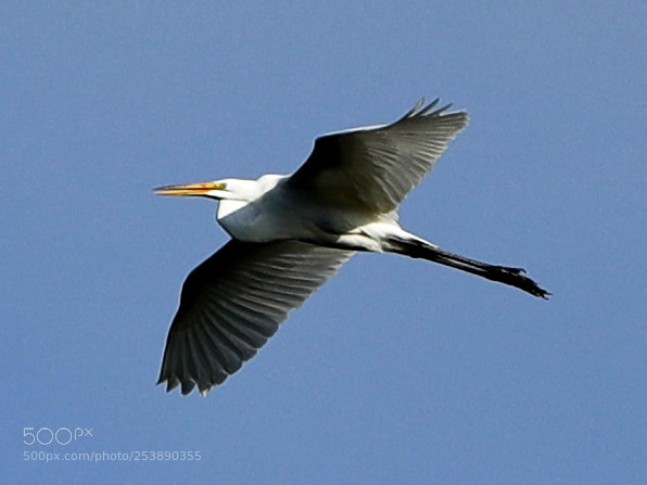 Canon EOS-1D X Mark II sample photo. 04-16-18-0012975.jpg photography