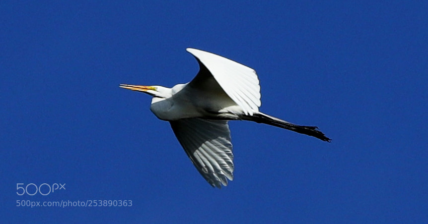 Canon EOS-1D X Mark II sample photo. 04-16-18-0012972.jpg photography