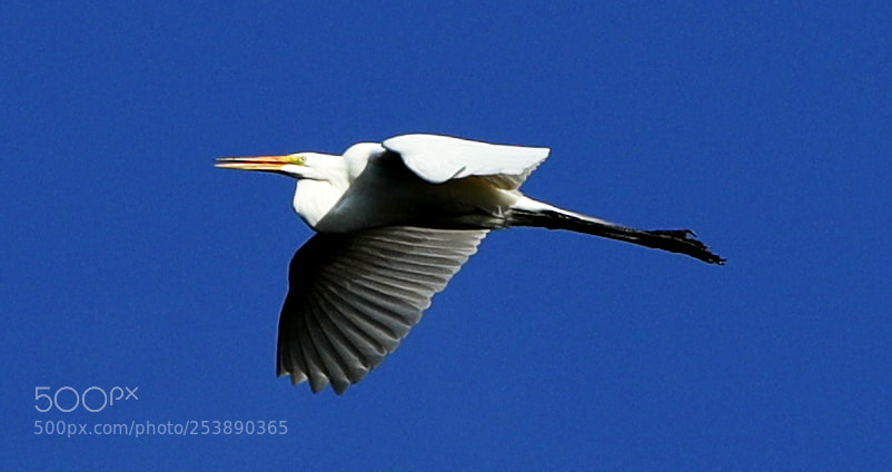 Canon EOS-1D X Mark II sample photo. 04-16-18-0012971.jpg photography
