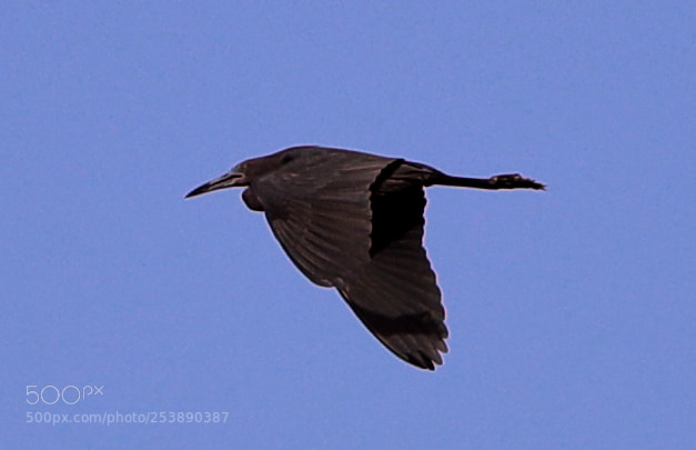 Canon EOS-1D X Mark II sample photo. 04-16-18-0012970.jpg photography