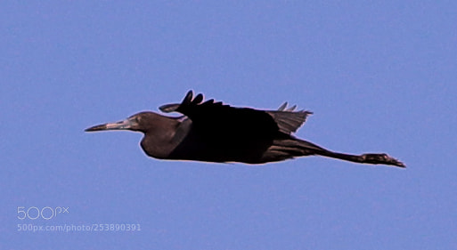 Canon EOS-1D X Mark II sample photo. 04-16-18-0012969.jpg photography