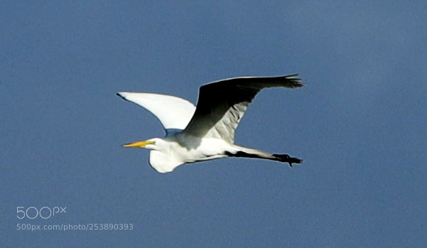 Canon EOS-1D X Mark II sample photo. 04-16-18-0012968.jpg photography