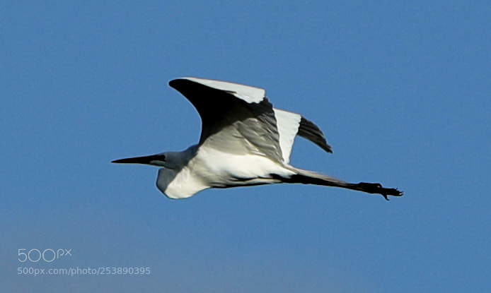 Canon EOS-1D X Mark II sample photo. 04-16-18-0012967.jpg photography