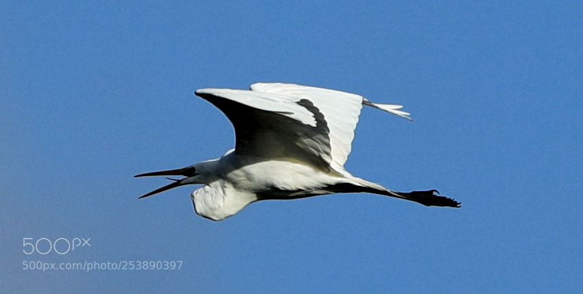 Canon EOS-1D X Mark II sample photo. 04-16-18-0012966.jpg photography
