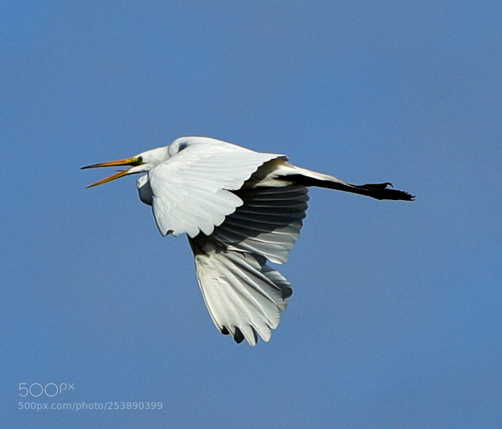 Canon EOS-1D X Mark II sample photo. 04-16-18-0012965.jpg photography