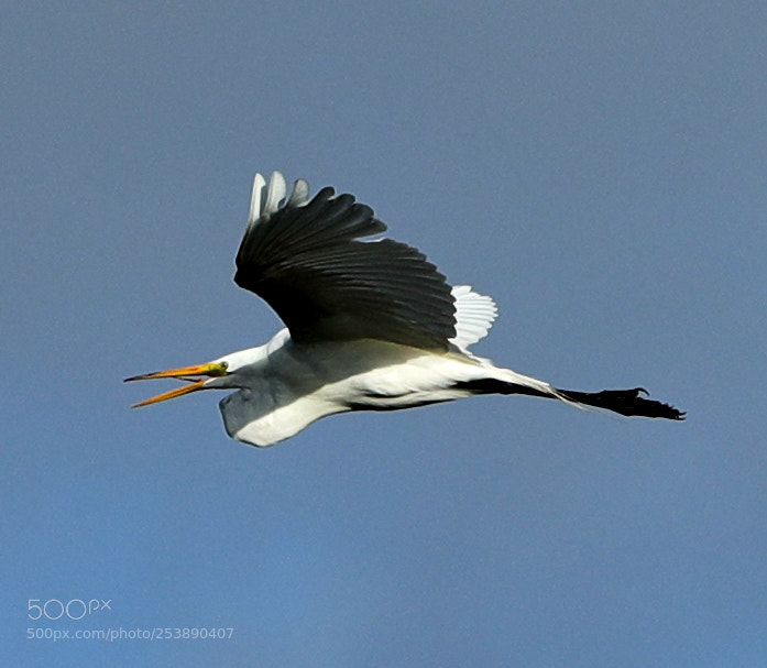 Canon EOS-1D X Mark II sample photo. 04-16-18-0012963.jpg photography