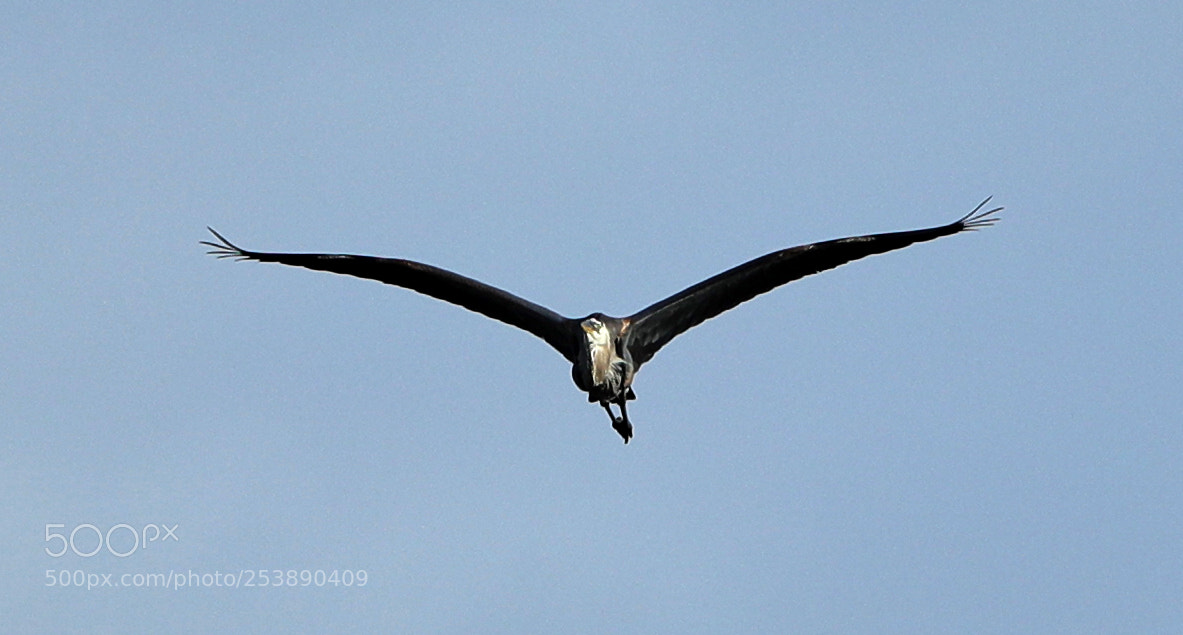 Canon EOS-1D X Mark II sample photo. 04-16-18-0012962.jpg photography