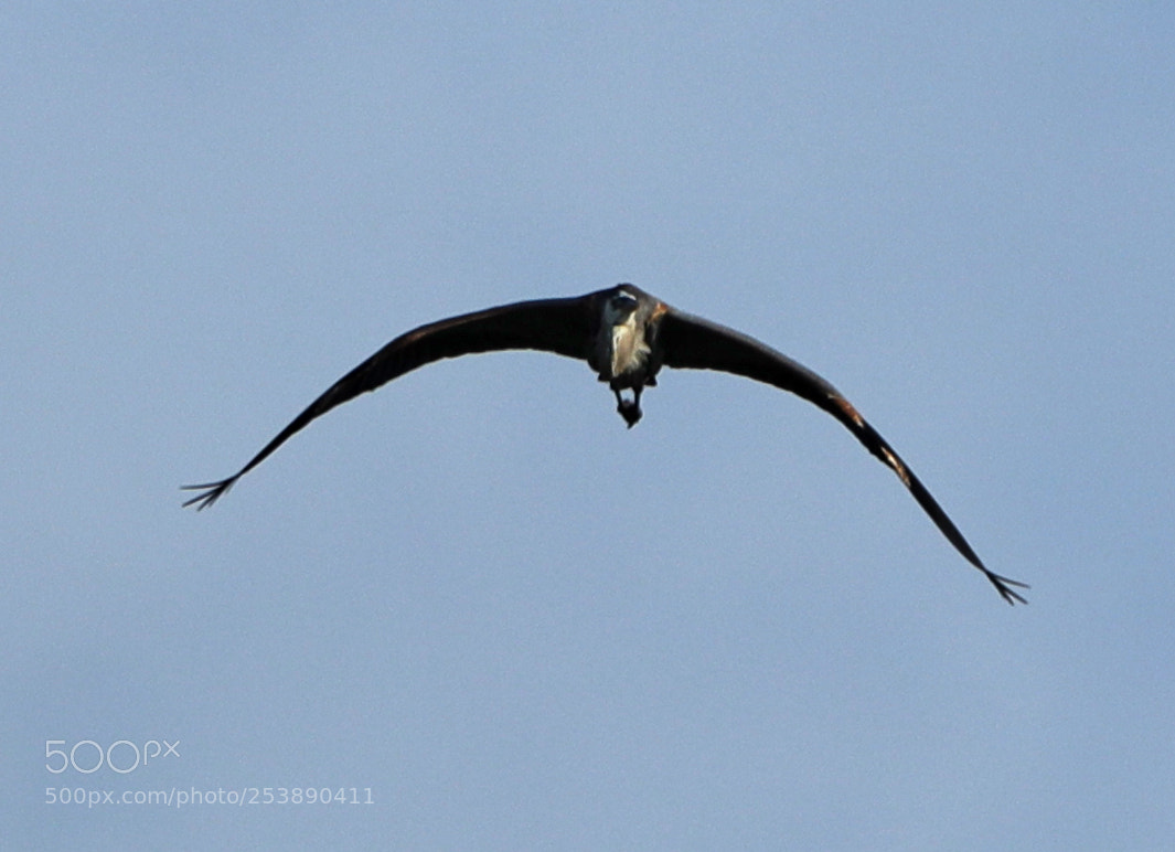Canon EOS-1D X Mark II sample photo. 04-16-18-0012961.jpg photography