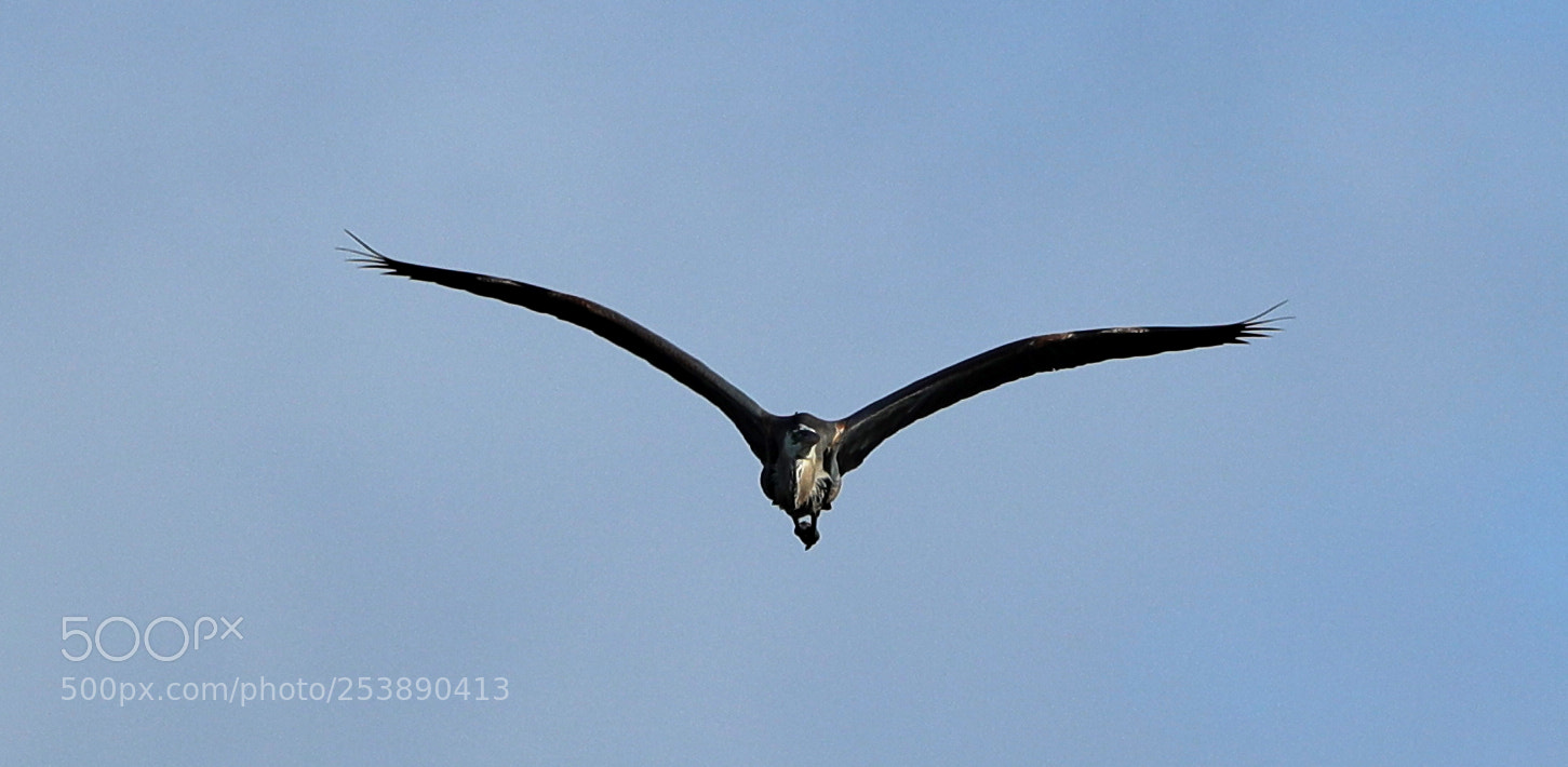 Canon EOS-1D X Mark II sample photo. 04-16-18-0012960.jpg photography