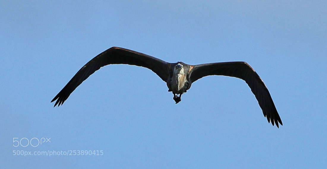 Canon EOS-1D X Mark II sample photo. 04-16-18-0012959.jpg photography