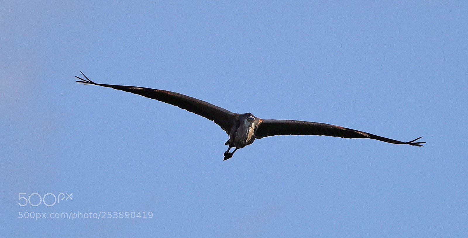 Canon EOS-1D X Mark II sample photo. 04-16-18-0012957.jpg photography