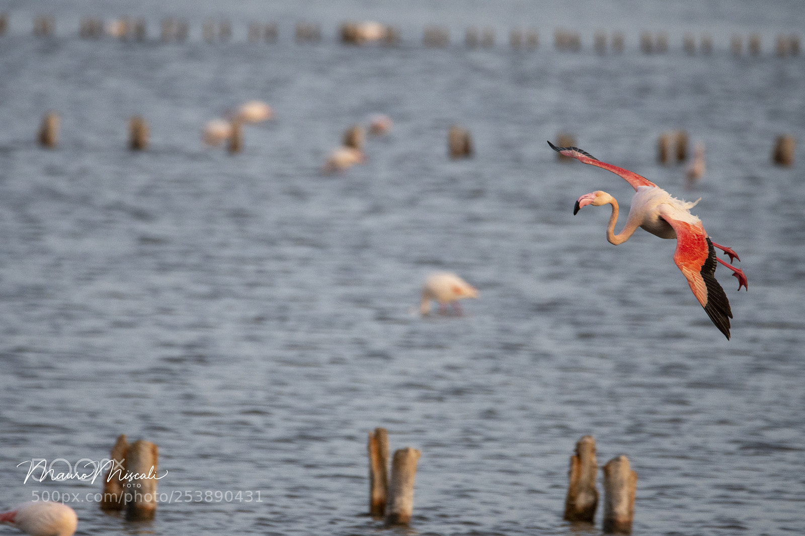 Nikon D500 sample photo. In volo photography