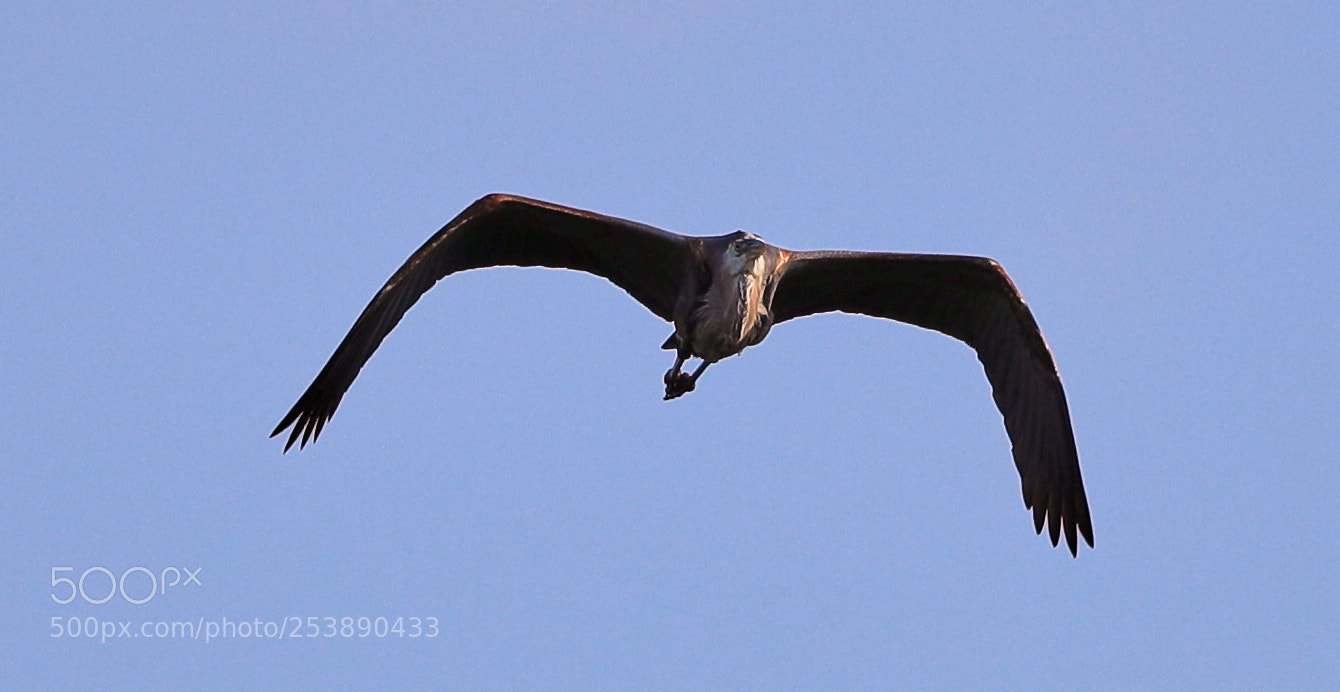 Canon EOS-1D X Mark II sample photo. 04-16-18-0012956.jpg photography
