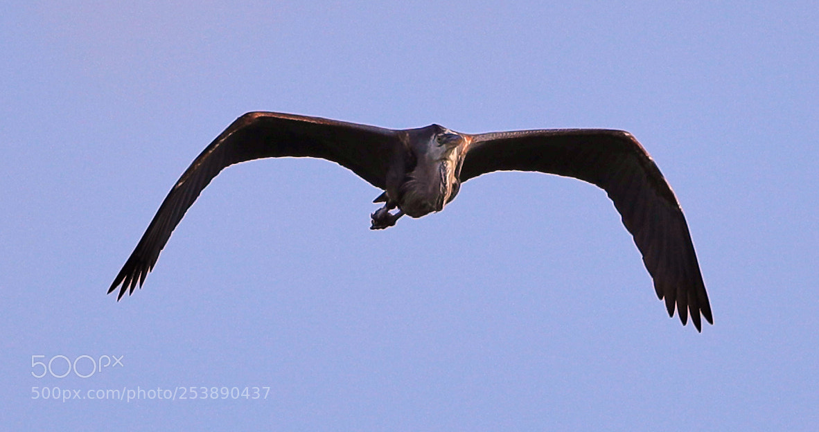 Canon EOS-1D X Mark II sample photo. 04-16-18-0012954.jpg photography