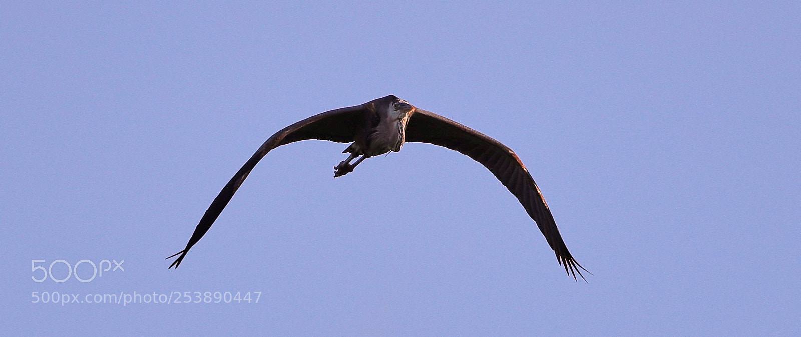Canon EOS-1D X Mark II sample photo. 04-16-18-0012953.jpg photography