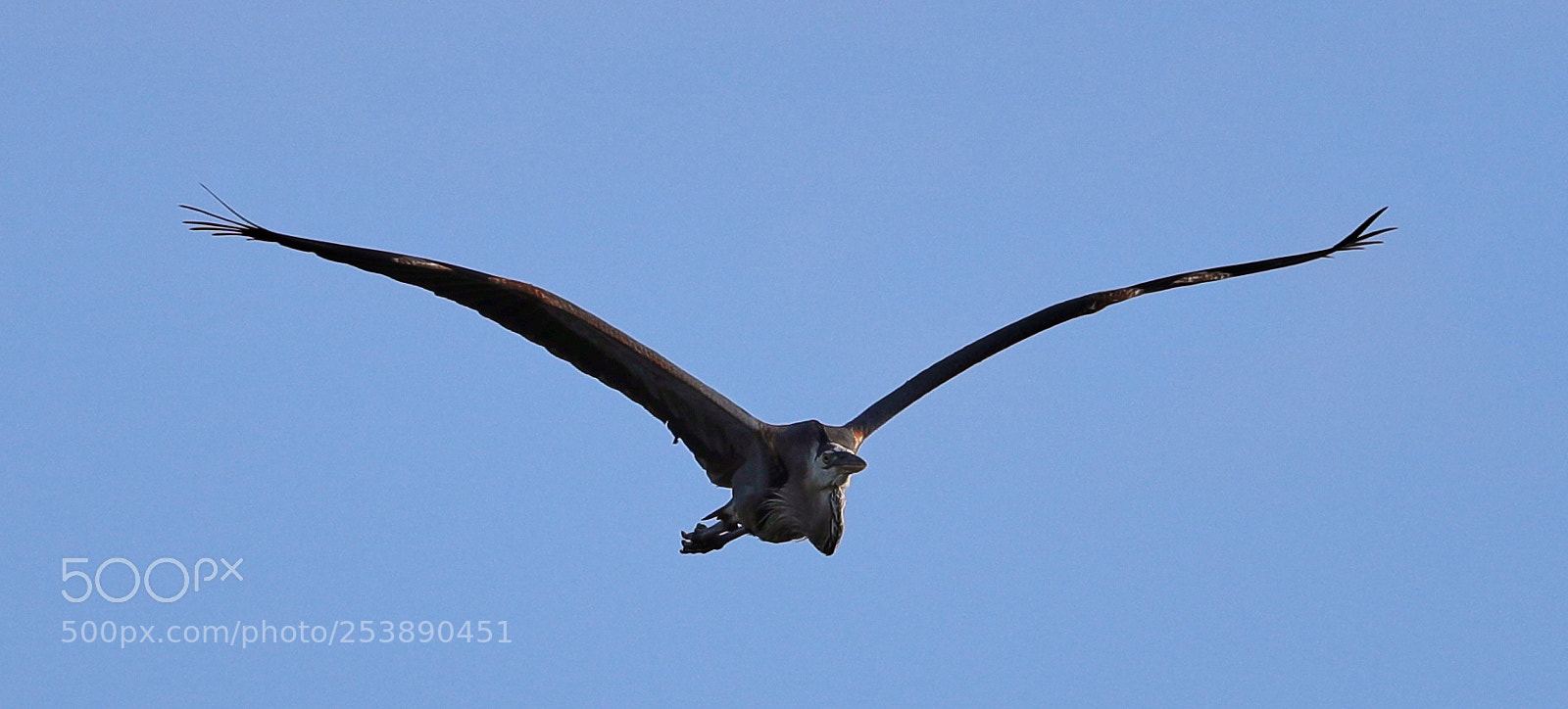 Canon EOS-1D X Mark II sample photo. 04-16-18-0012952.jpg photography