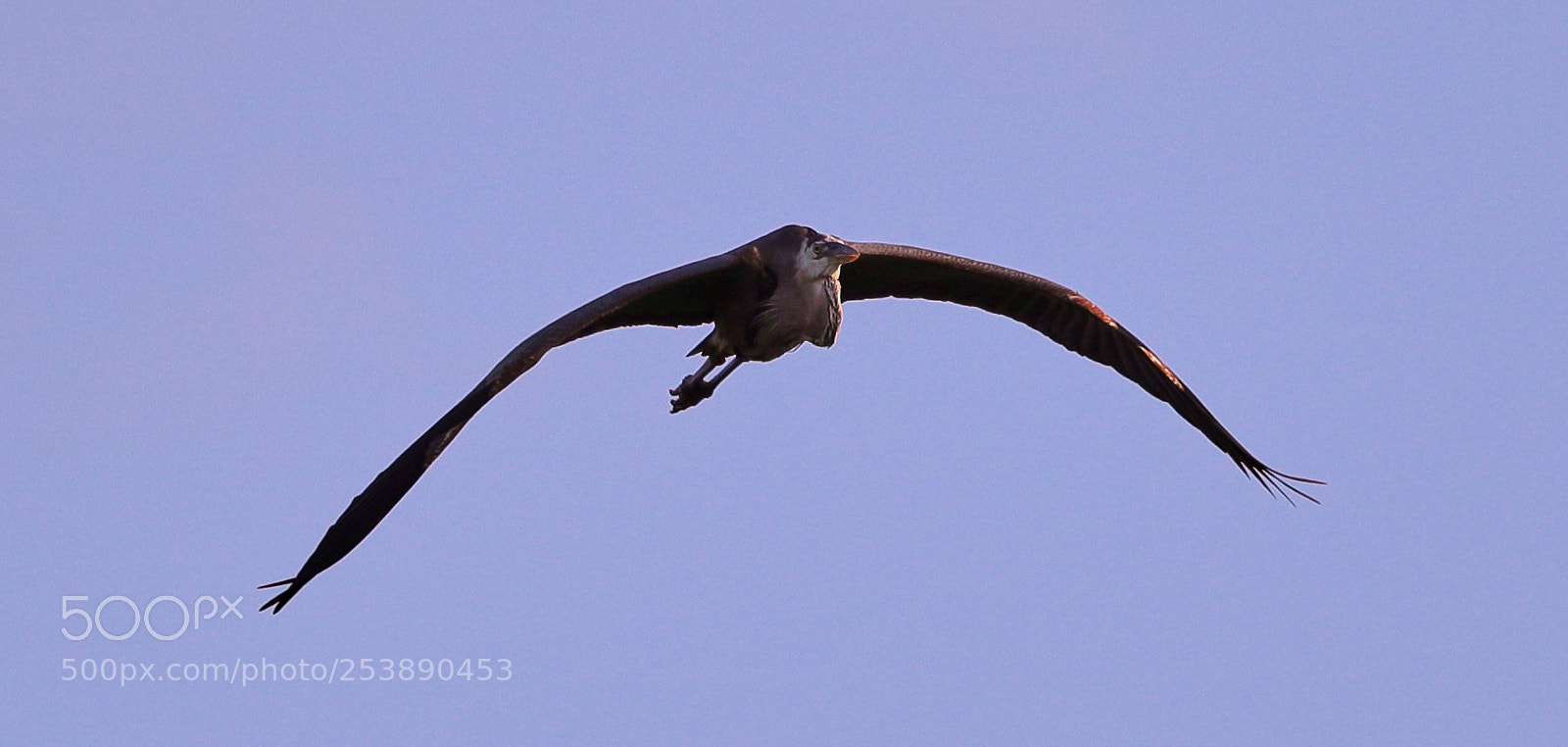 Canon EOS-1D X Mark II sample photo. 04-16-18-0012951.jpg photography