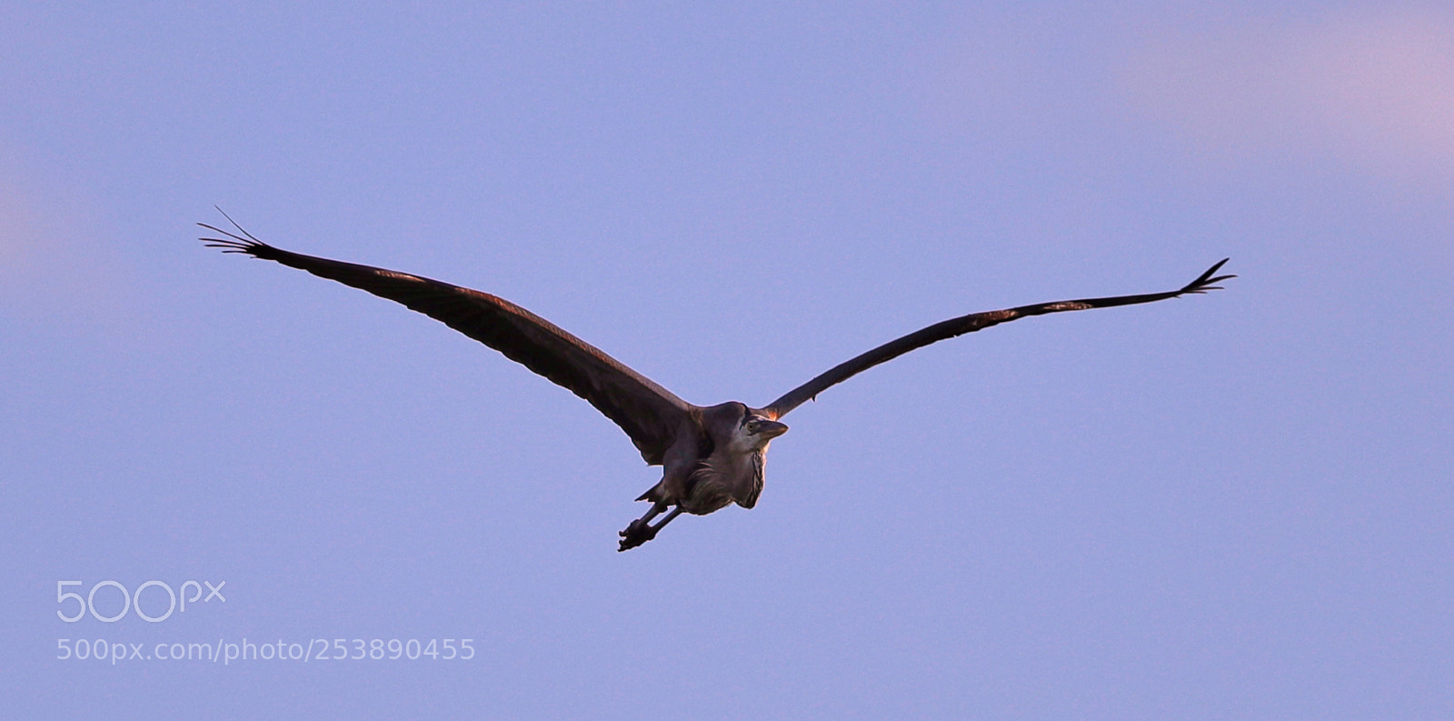 Canon EOS-1D X Mark II sample photo. 04-16-18-0012950.jpg photography