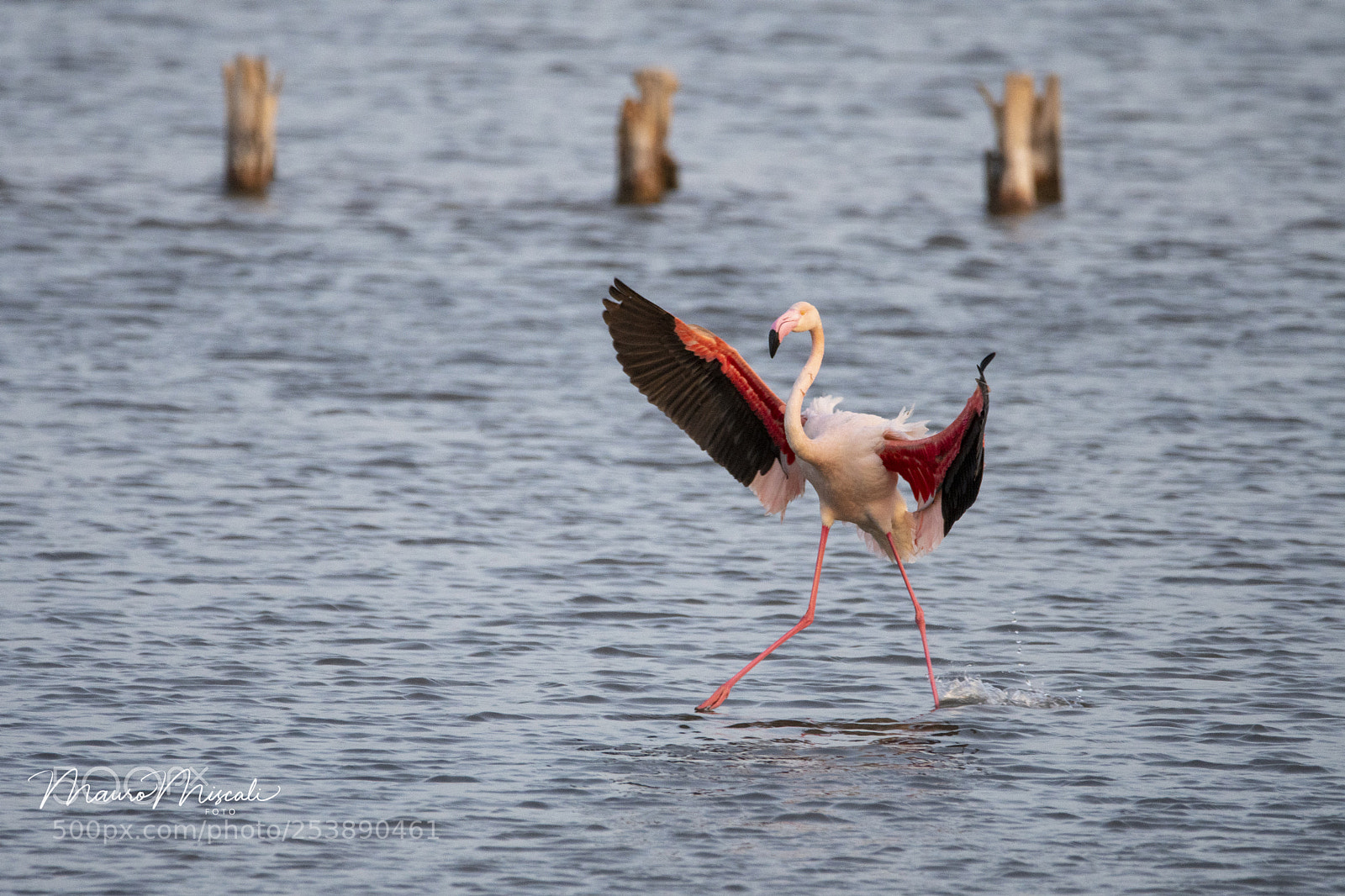 Nikon D500 sample photo. Planata photography