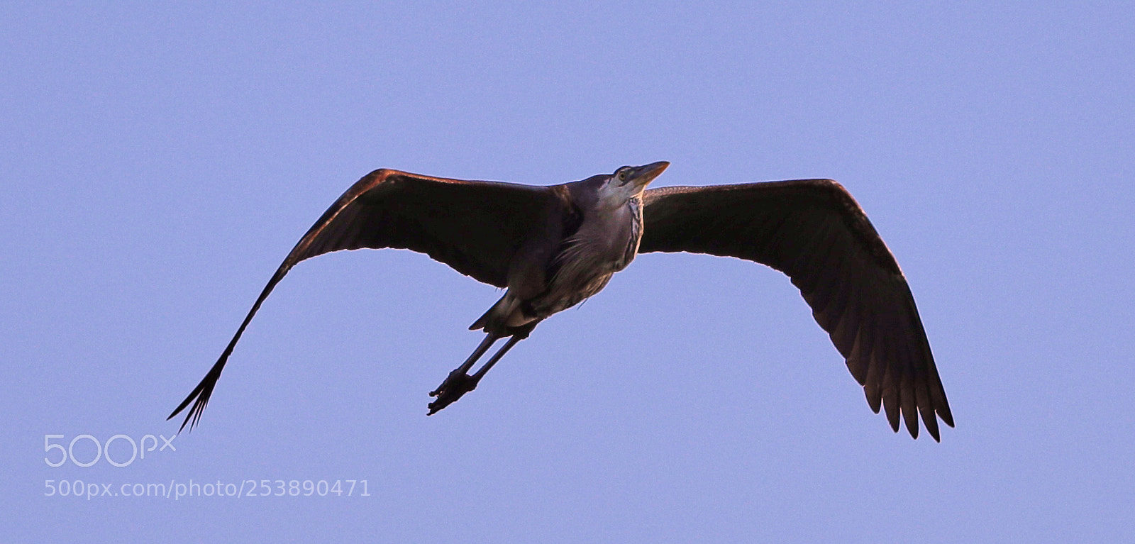 Canon EOS-1D X Mark II sample photo. 04-16-18-0012947.jpg photography