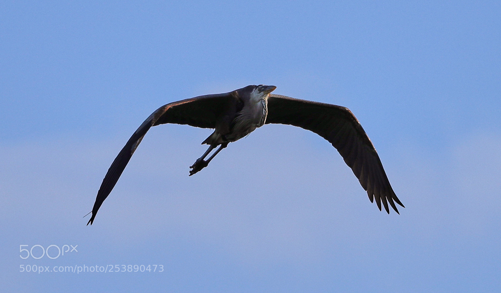 Canon EOS-1D X Mark II sample photo. 04-16-18-0012949.jpg photography