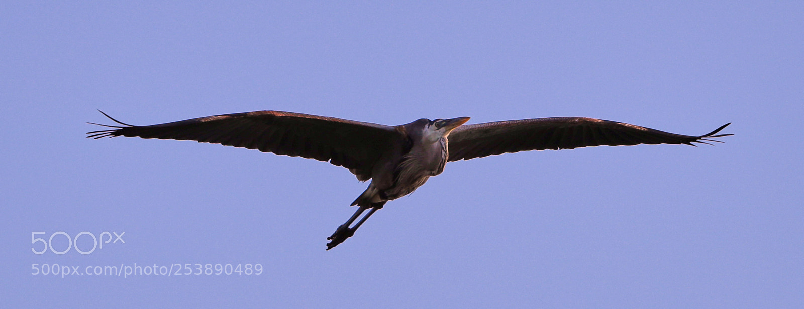 Canon EOS-1D X Mark II sample photo. 04-16-18-0012946.jpg photography