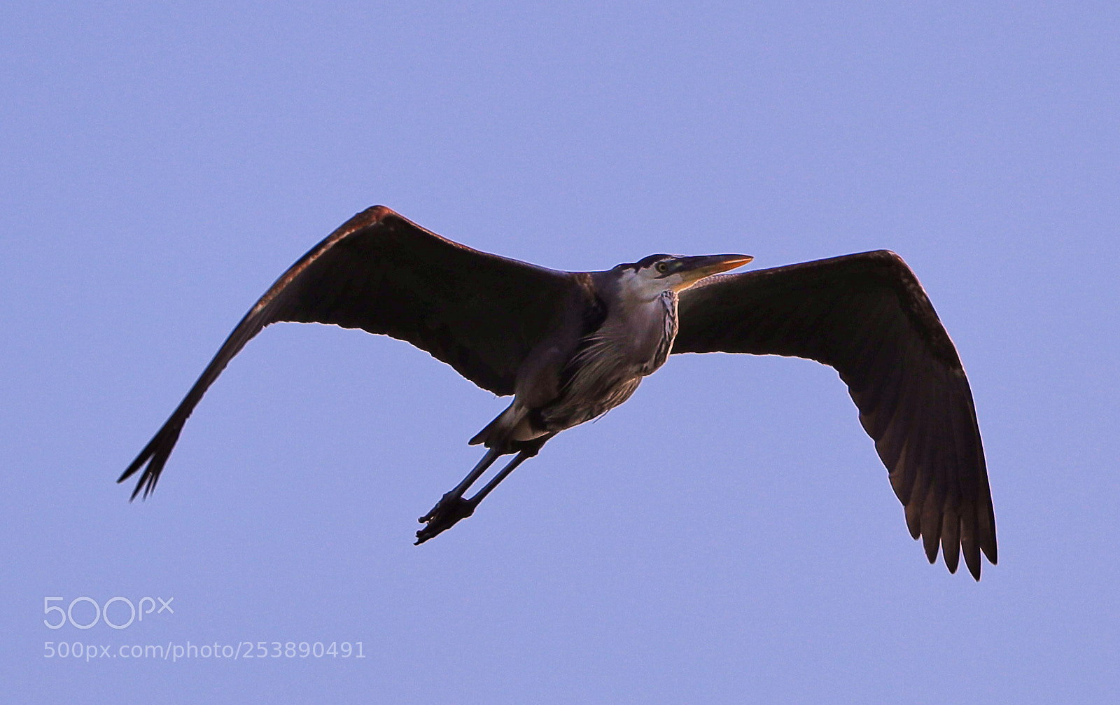 Canon EOS-1D X Mark II sample photo. 04-16-18-0012945.jpg photography