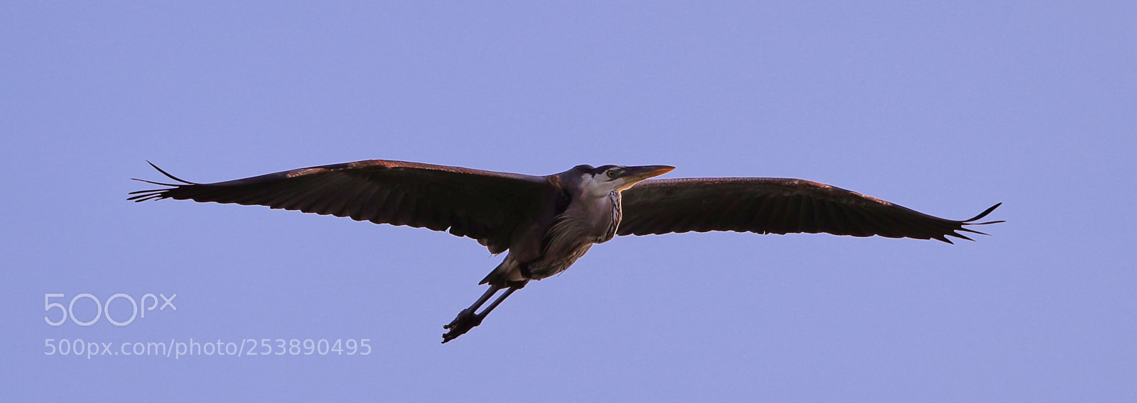 Canon EOS-1D X Mark II sample photo. 04-16-18-0012944.jpg photography