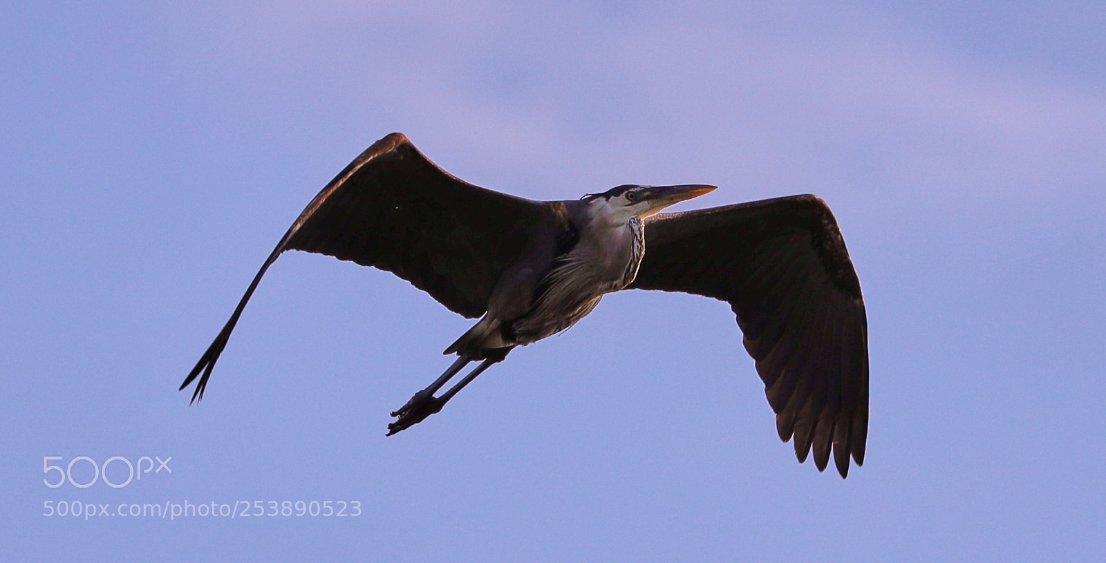Canon EOS-1D X Mark II sample photo. 04-16-18-0012943.jpg photography