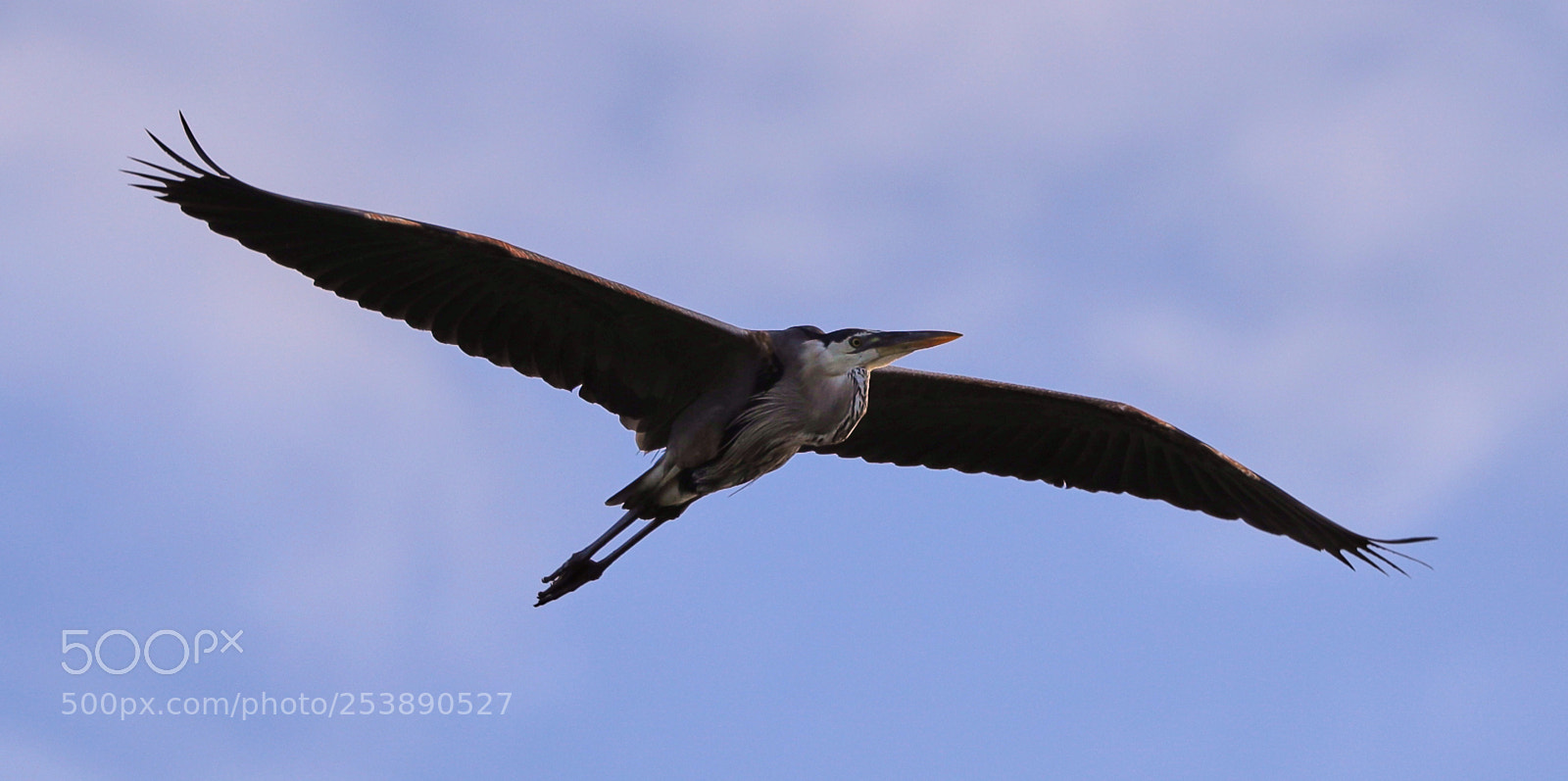 Canon EOS-1D X Mark II sample photo. 04-16-18-0012942.jpg photography