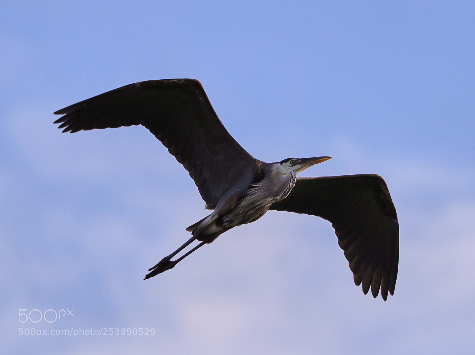 Canon EOS-1D X Mark II sample photo. 04-16-18-0012941.jpg photography