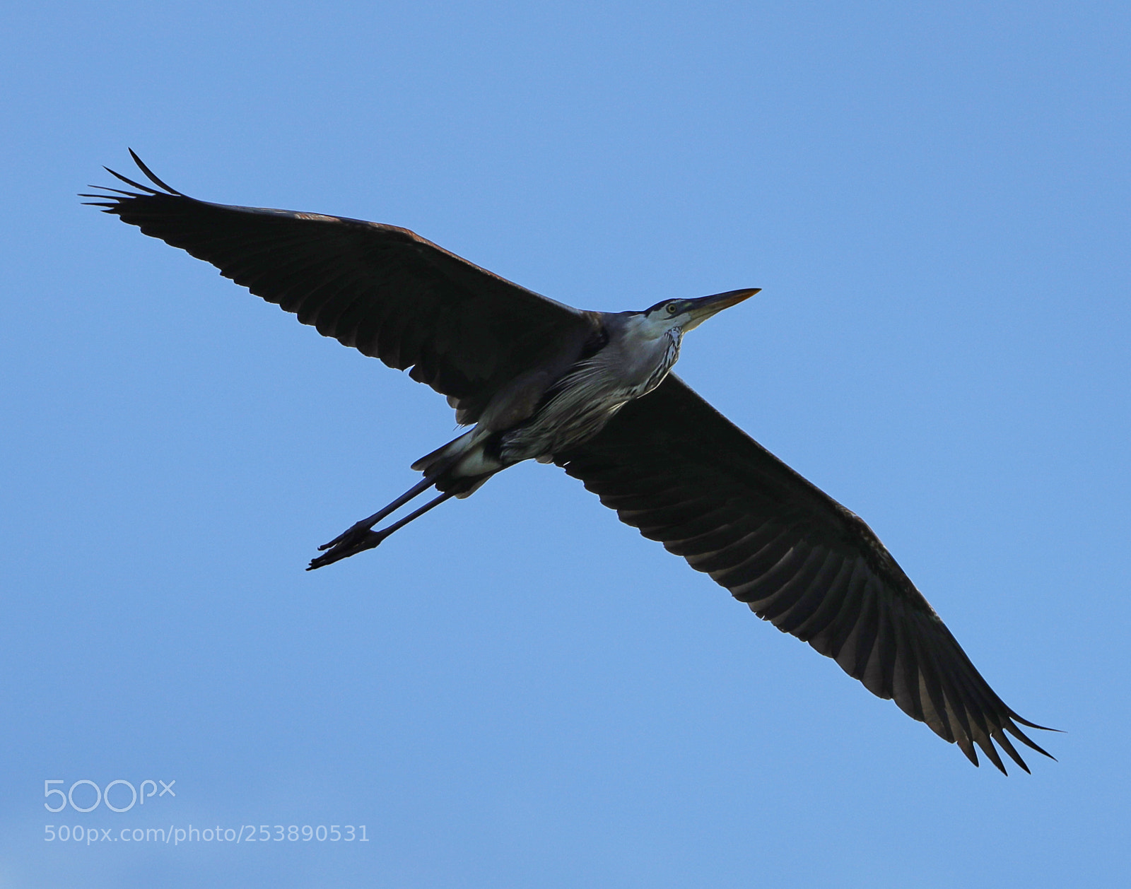 Canon EOS-1D X Mark II sample photo. 04-16-18-0012940.jpg photography