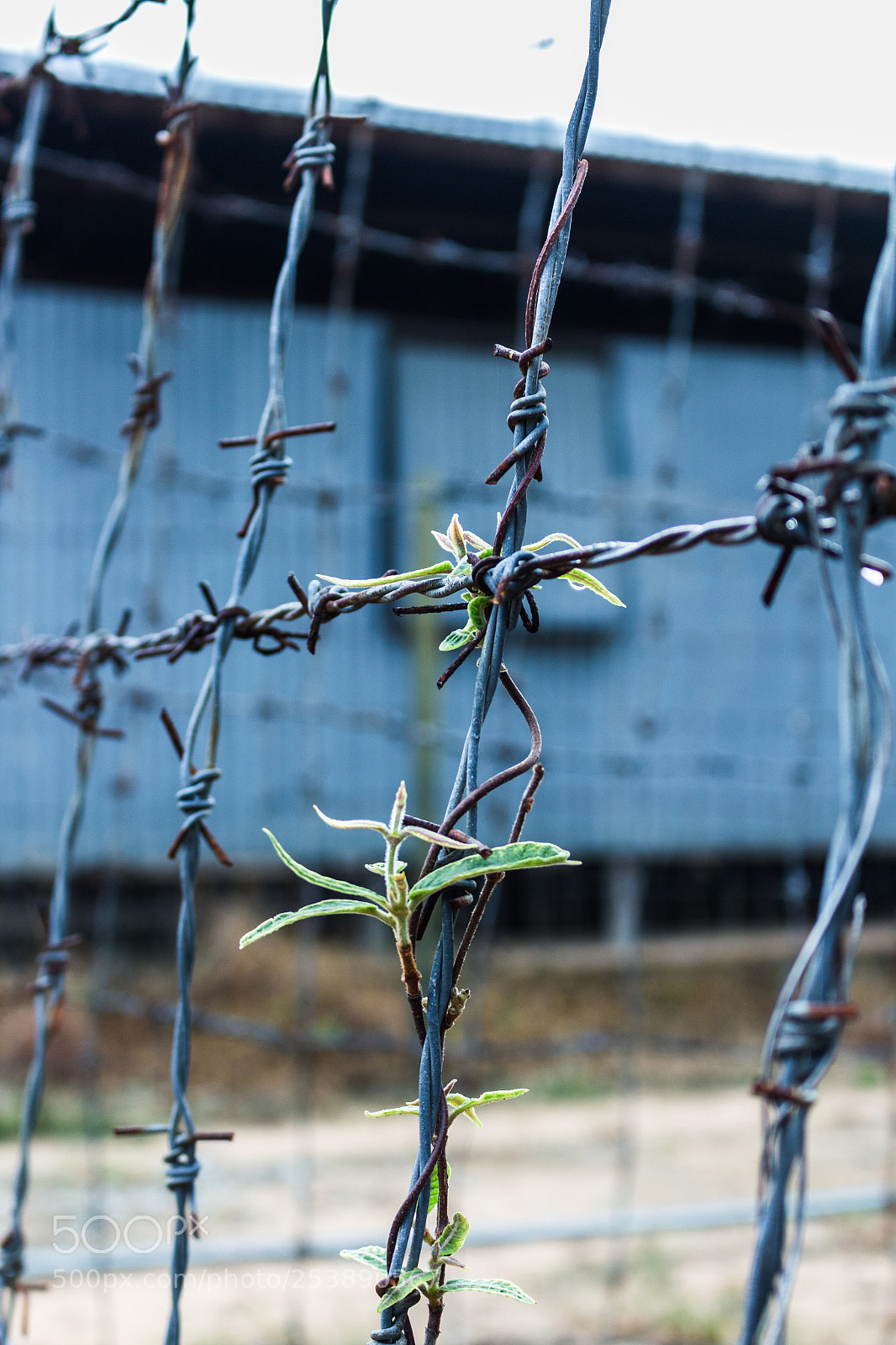 Canon EOS 700D (EOS Rebel T5i / EOS Kiss X7i) sample photo. ..... photography